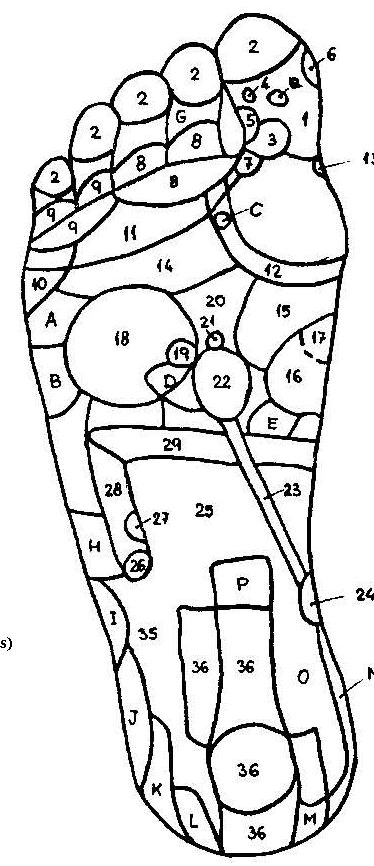 Reflexology foot map sketch